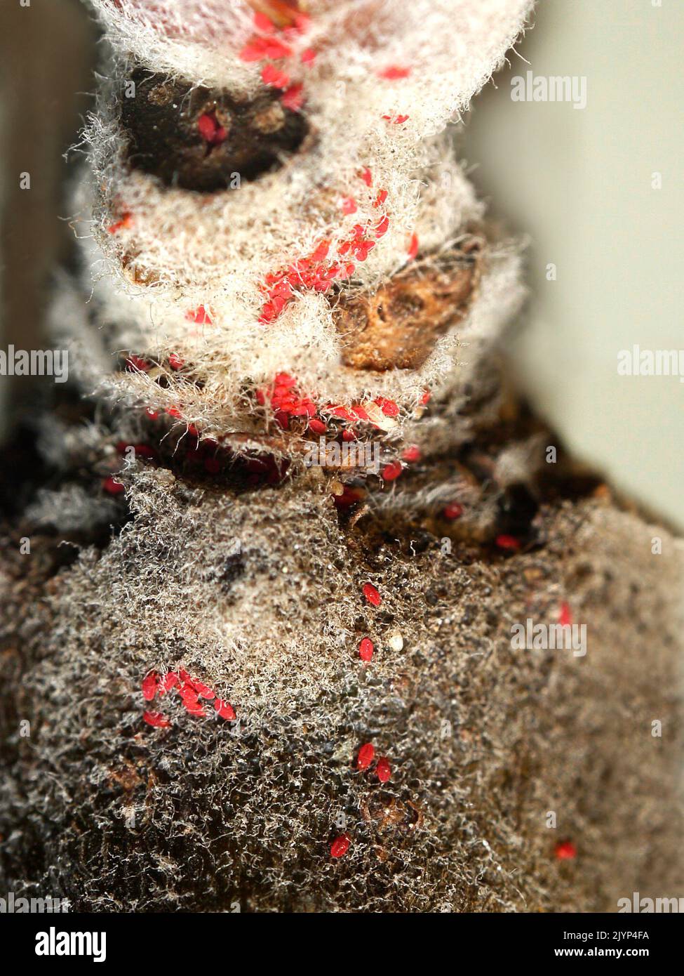Twospotted Spider Mite (Tetranychus urticae) on an apple tree bud, 82