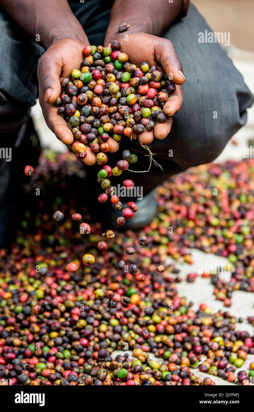 Grains of ripe coffee in the handbreadths of a person. East Africa