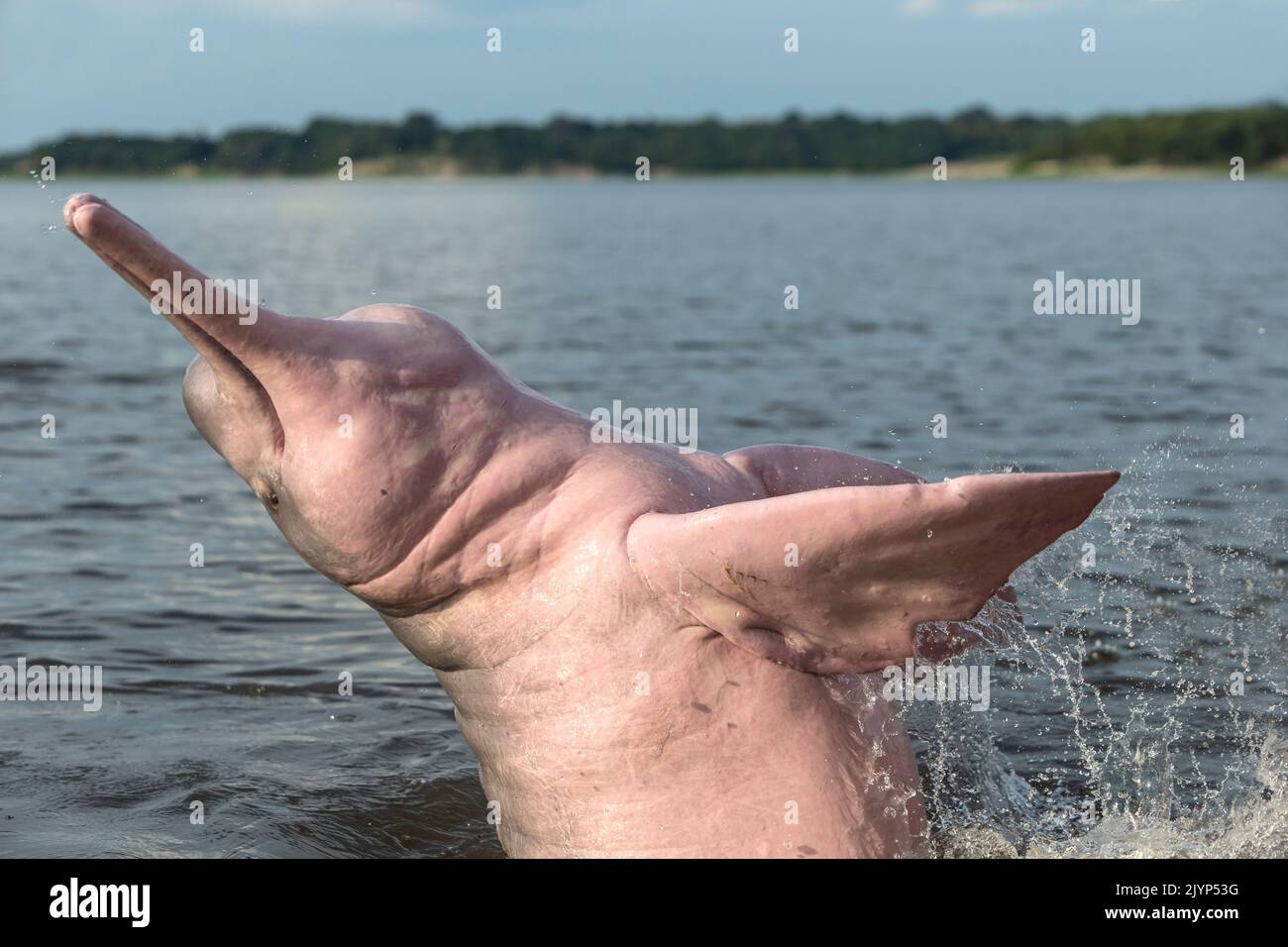 Amazon River Dolphin, Pink River Dolphin or Boto (Inia geoffrensis) , extremely rare picture of wild animal breaching , Threatened species (IUCN Red List), along Rio Negro, Amazon river basin, Amazonas state, Manaus, Brazil, South America Stock Photo