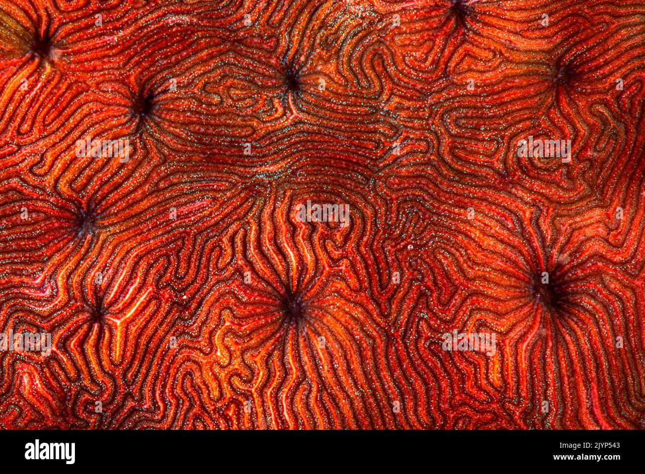 Red coral, Mayotte Stock Photo