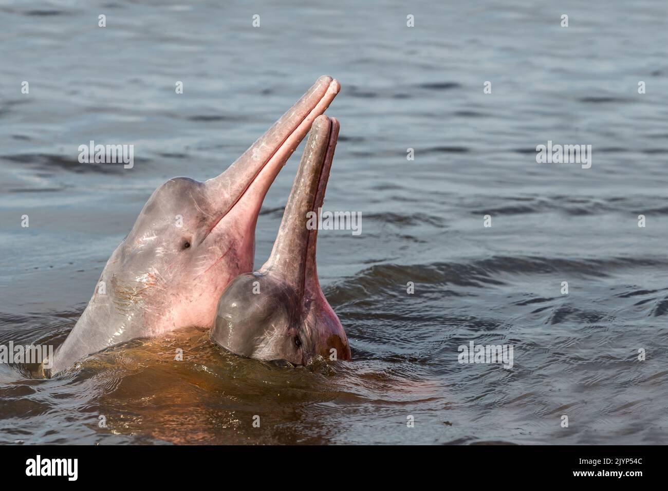 Amazon River Dolphin, Pink River Dolphin or Boto (Inia geoffrensis) , Two wild animals in tannin-rich water , extremely rare picture of wild animals spyhopping ,Threatened species (IUCN Red List), along Rio Negro, Amazon river basin, Amazonas state, Manaus, Brazil, South America Stock Photo