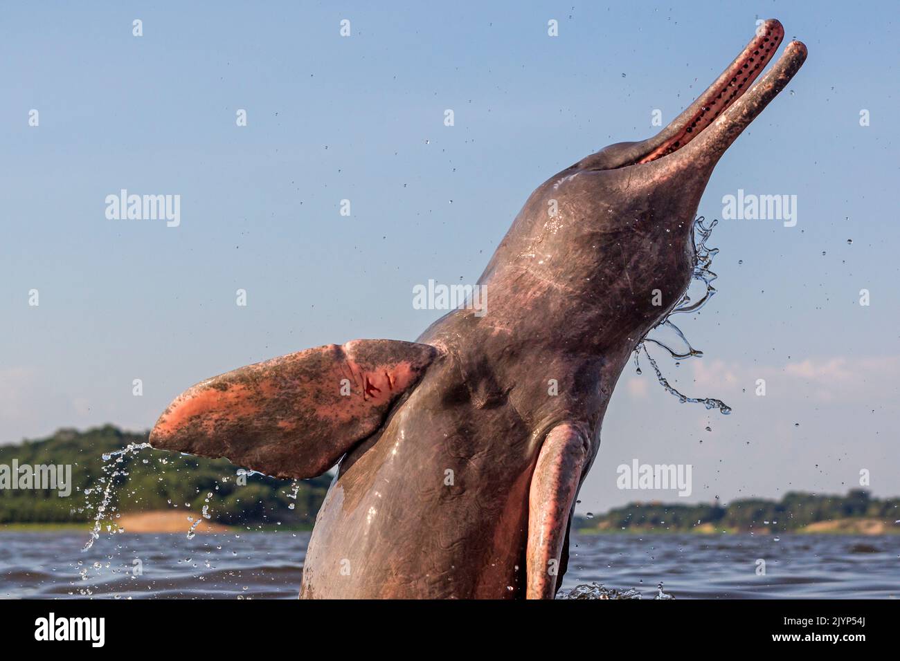 Amazon River Dolphin, Pink River Dolphin or Boto (Inia geoffrensis) , extremely rare picture of wild animal breaching , Threatened species (IUCN Red List), along Rio Negro, Amazon river basin, Amazonas state, Manaus, Brazil, South America Stock Photo
