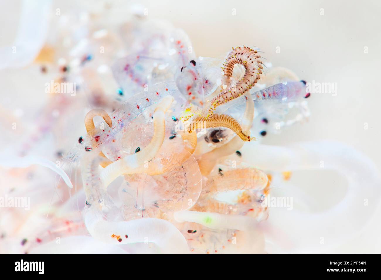 Tube anemone (Cerianthidae sp) catch macro plancton, Mayotte Stock Photo