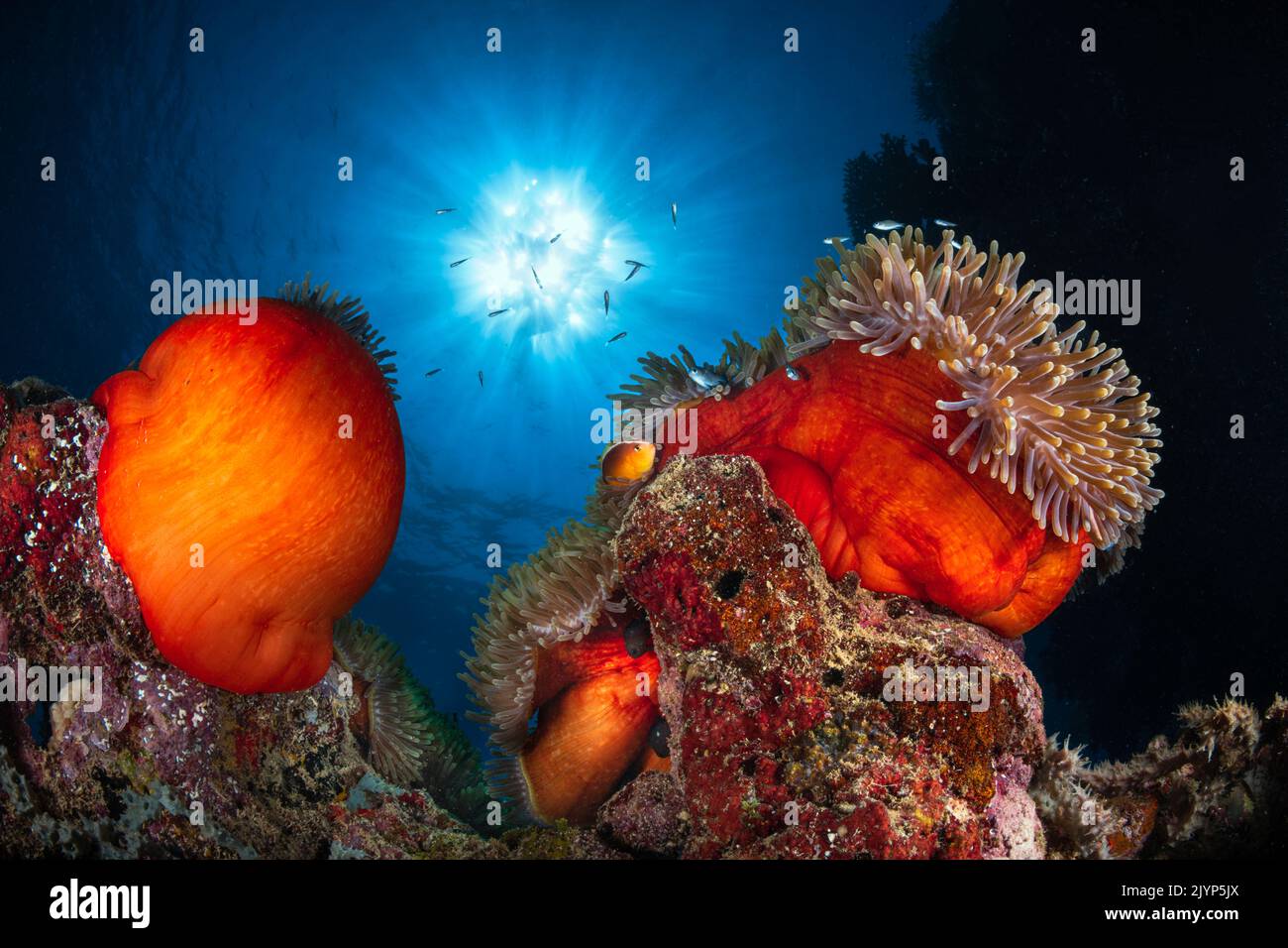 Sunlight Anemon, Two beautiful orange-red Magnificent sea anemone (Heteractis magnifica) under the Mayotte sun. S pass Stock Photo