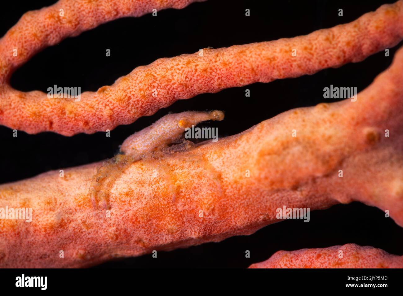 Tiny gorgonian sea squirt measuring no more than 5 millimetres on a gorgonian, S-pass, Mayotte Stock Photo