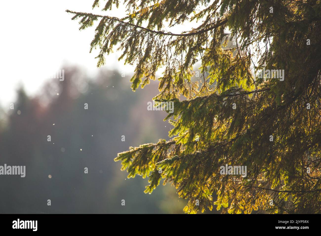Pine tree with sunlight hi-res stock photography and images - Alamy