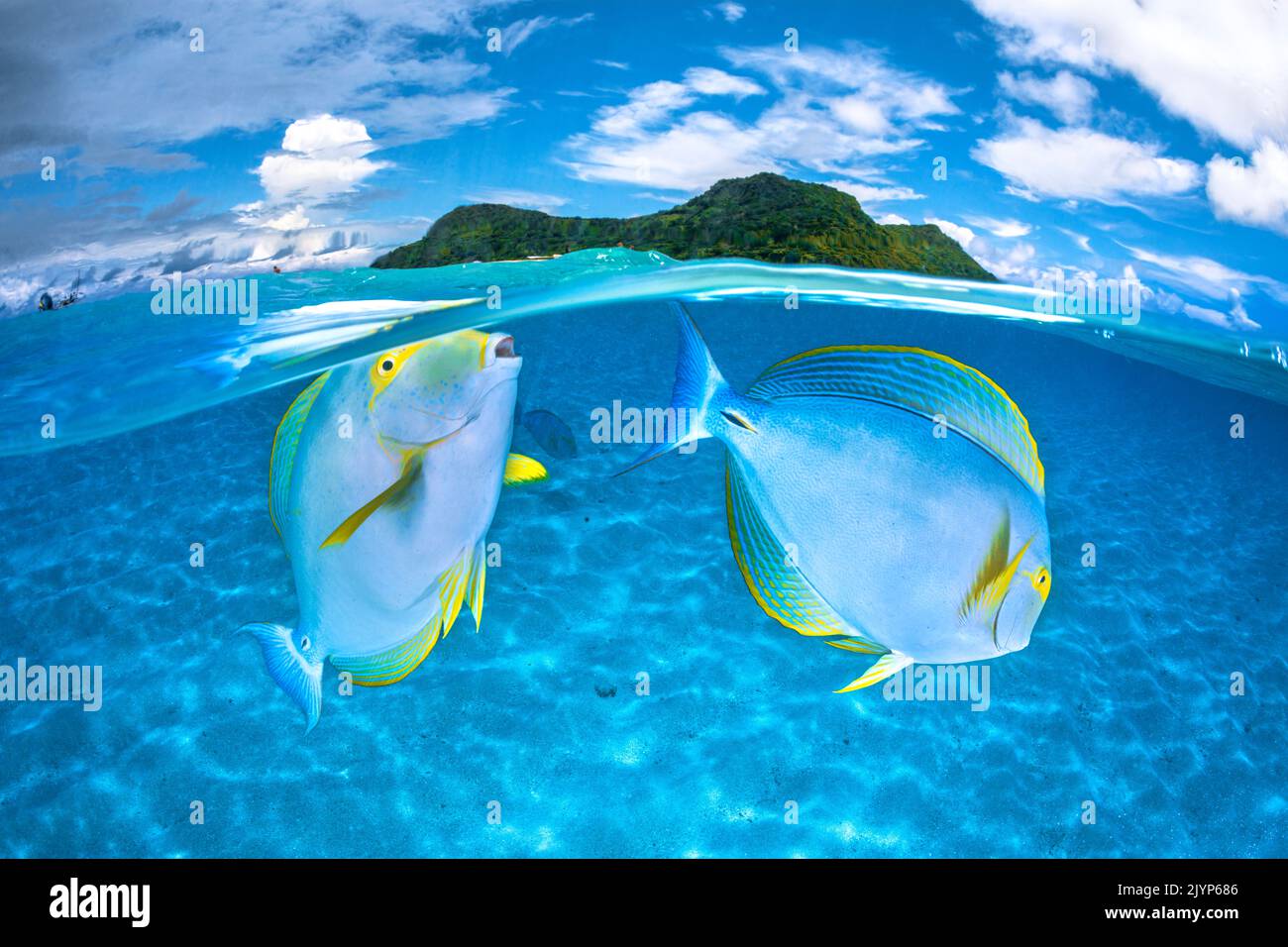 Eyestripe surgeonfish (Acanthurus dussumieri) couple in the clear, turquoise waters of Mayotte's lagoon. Stock Photo