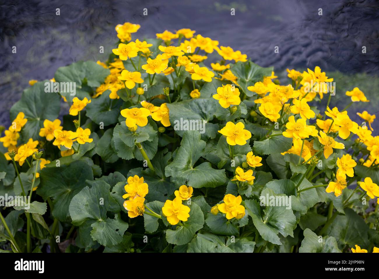 Yellow marsh marigold (Caltha palustris) in bloom in spring, Somme, France Stock Photo