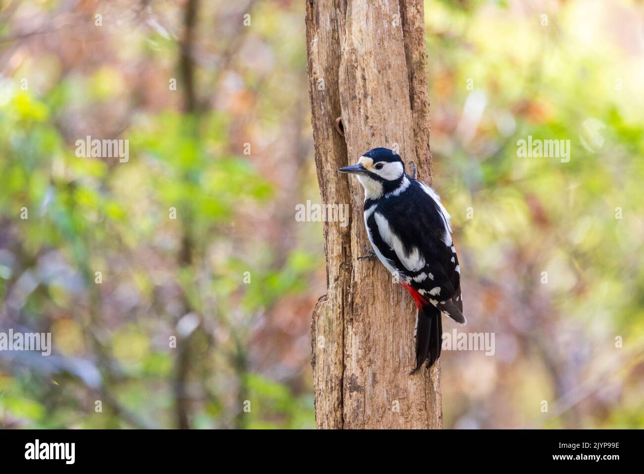 Spotted Woodpecker (Dendrocopos major) female on a dead tree trunk in spring, Moselle, France Stock Photo