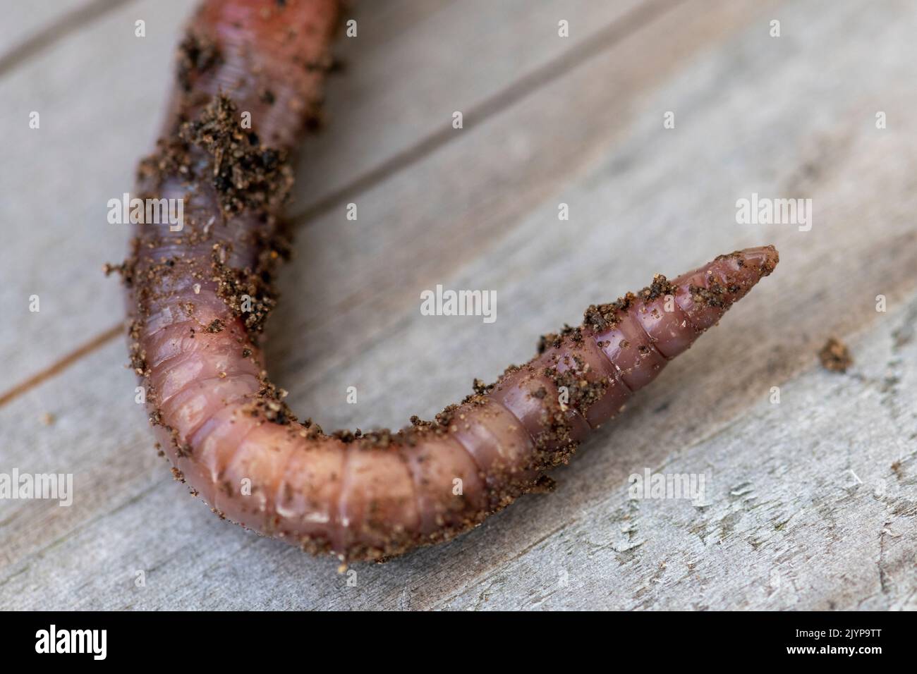 Earthworm (Lumbricus terrestris) tip, Pas de Calais, France Stock Photo