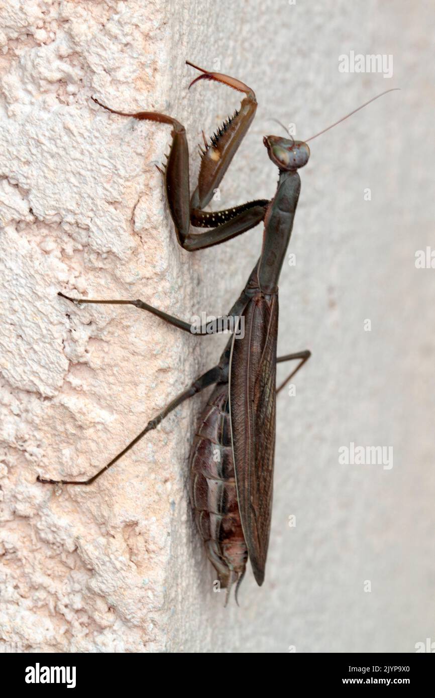 grey-praying-mantis-mantis-religiosa-on-a-wall-france-stock-photo