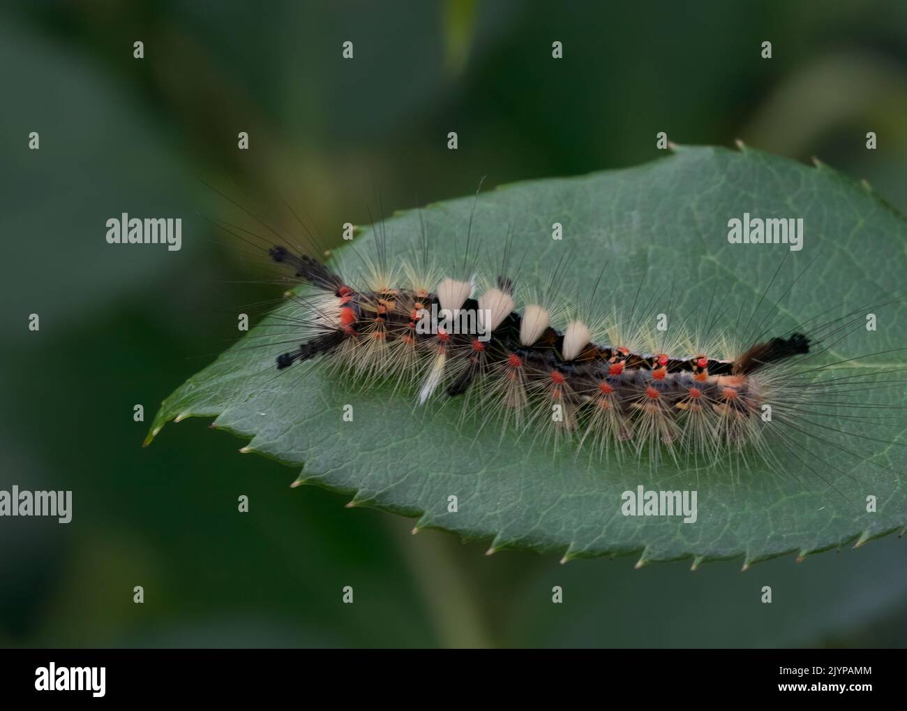 Vapourer moth (Orgyia antiqua), caterpillar on rose, RHS Rosemoor Gardens, Great torrington, Devon Stock Photo