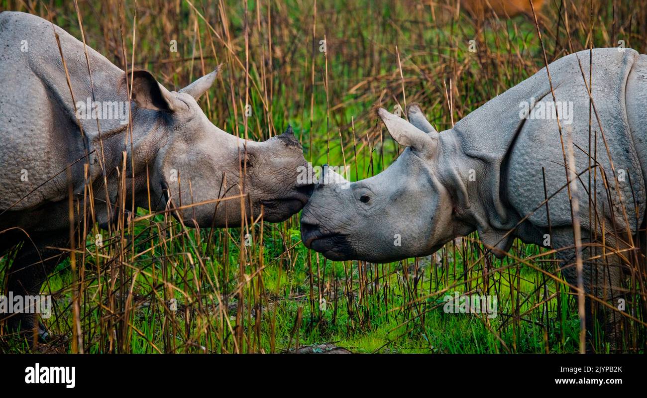Two Wild Great one-horned rhinoceroses (Rhinoceros unicornis) are ...