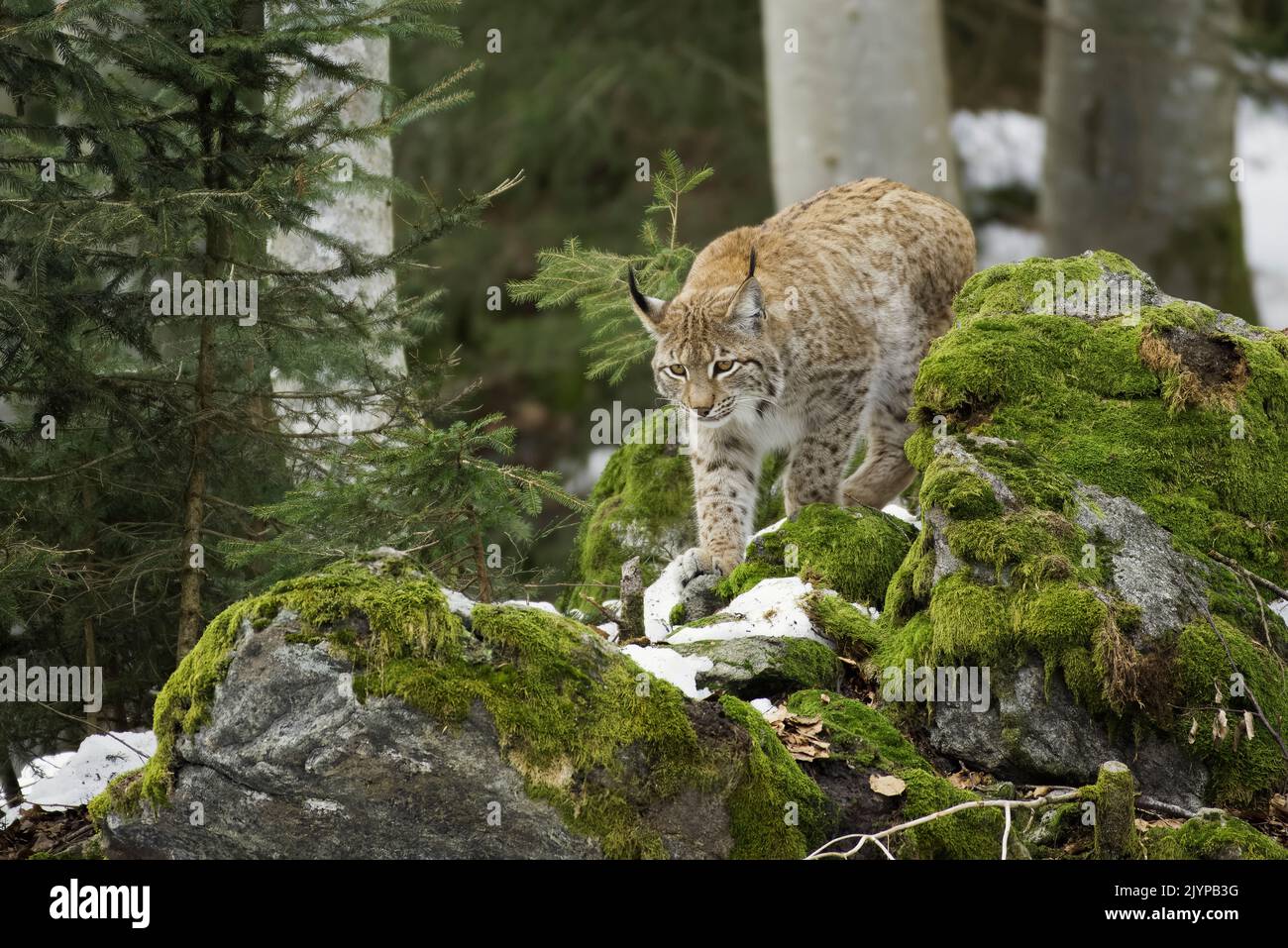 Eurasian Lynx (Lynx lynx), in forest in winter, Bavaria, Germany Stock ...