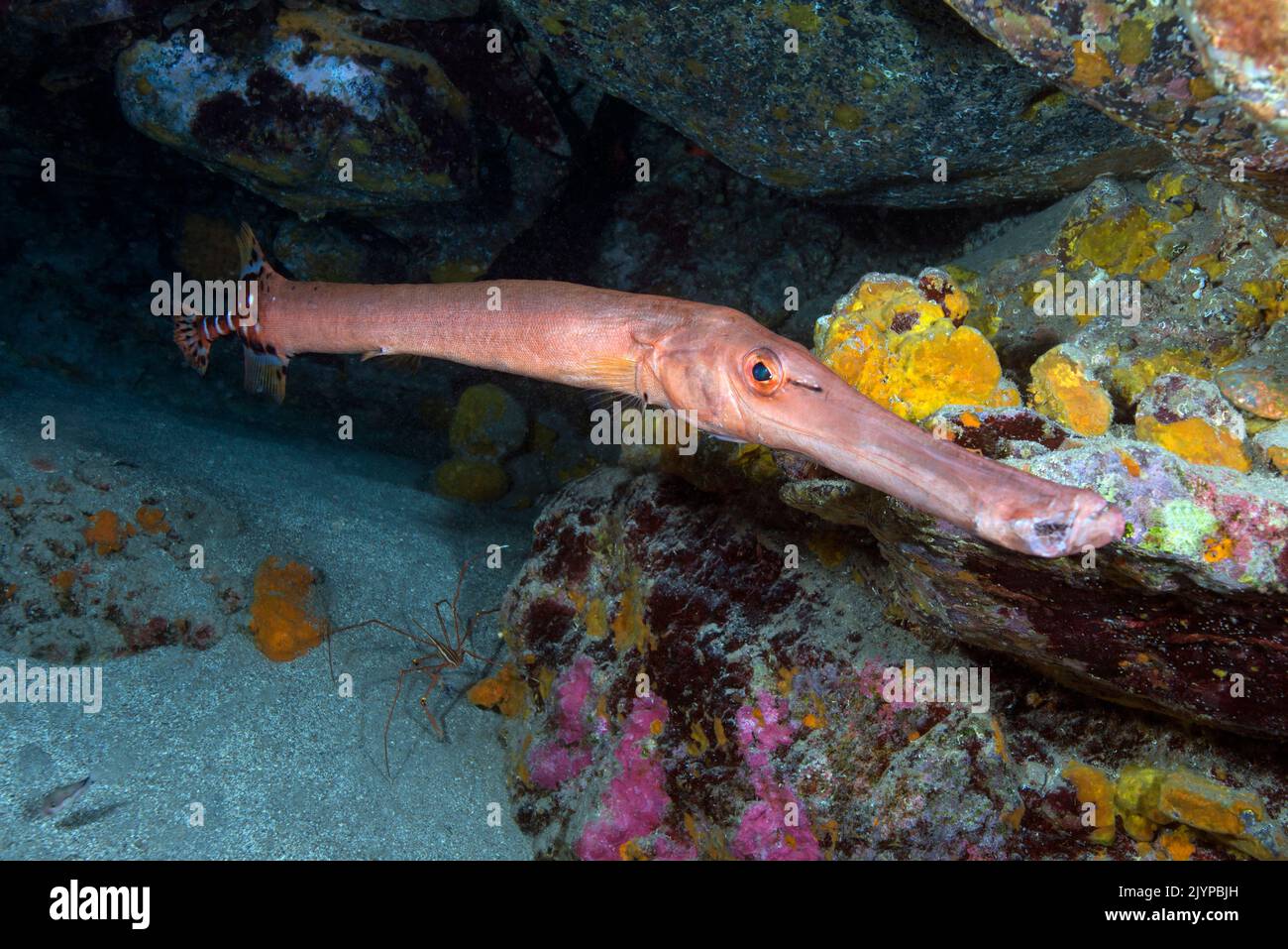 Terompet Fish Trumpet fish (Aulostomus strigosus). Fish of the Canary Islands ...