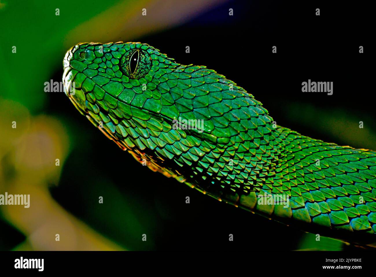 West African tree viper (Atheris chlorechis) on branch Togo. Controlled  conditions Stock Photo - Alamy