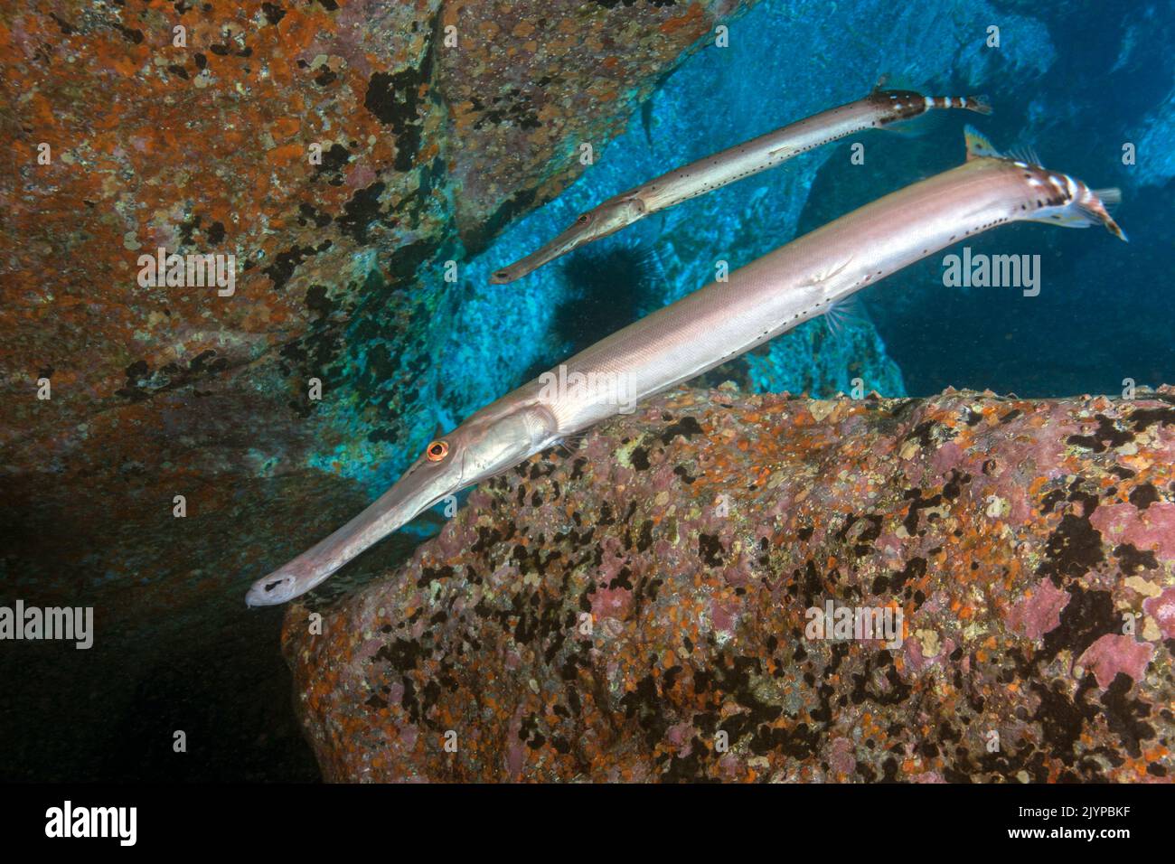 Trumpet fish (Aulostomus strigosus). Fish of the Canary Islands