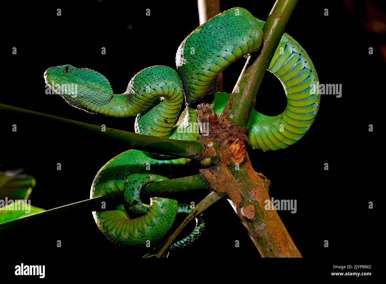 West African tree viper (Atheris chlorechis) on branch Togo. Controlled  conditions Stock Photo - Alamy