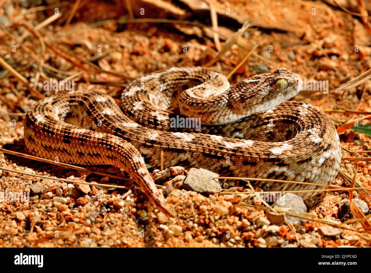 Sochurek's sawscaled viper (Echis carinatus sochureki Stock Photo Alamy