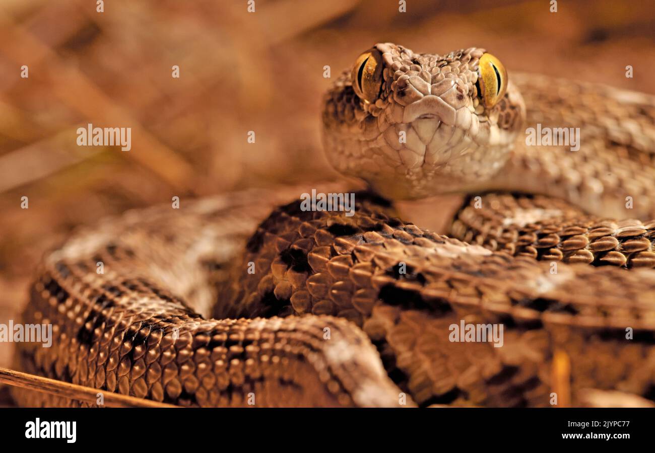 Sochureks Saw Scaled Viper Echis Carinatus Sochureki Stock Photo Alamy