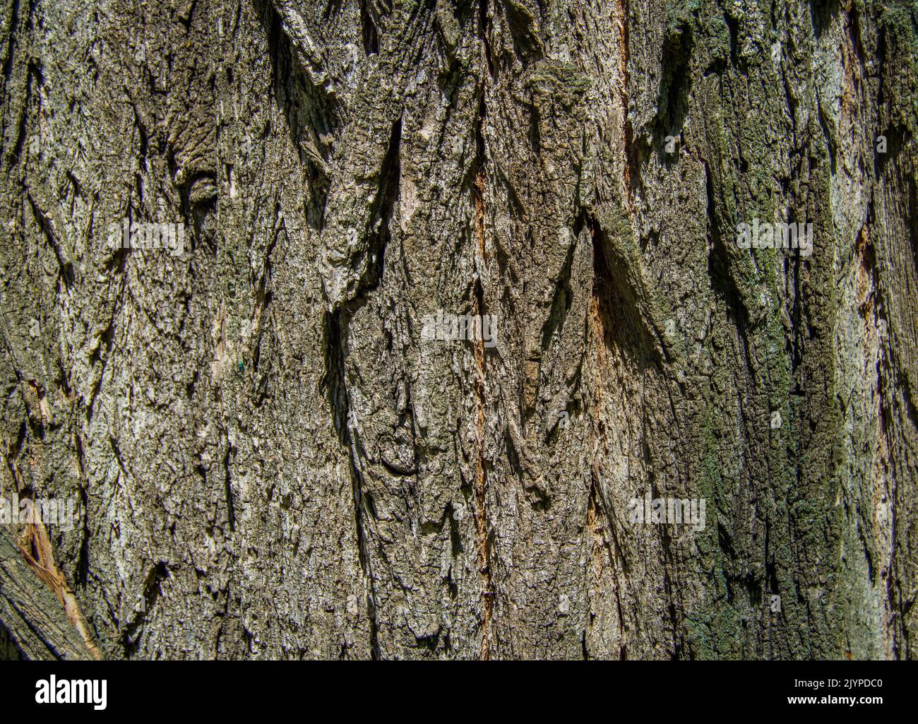Deeply striated old acacia bark like a canyon Stock Photo