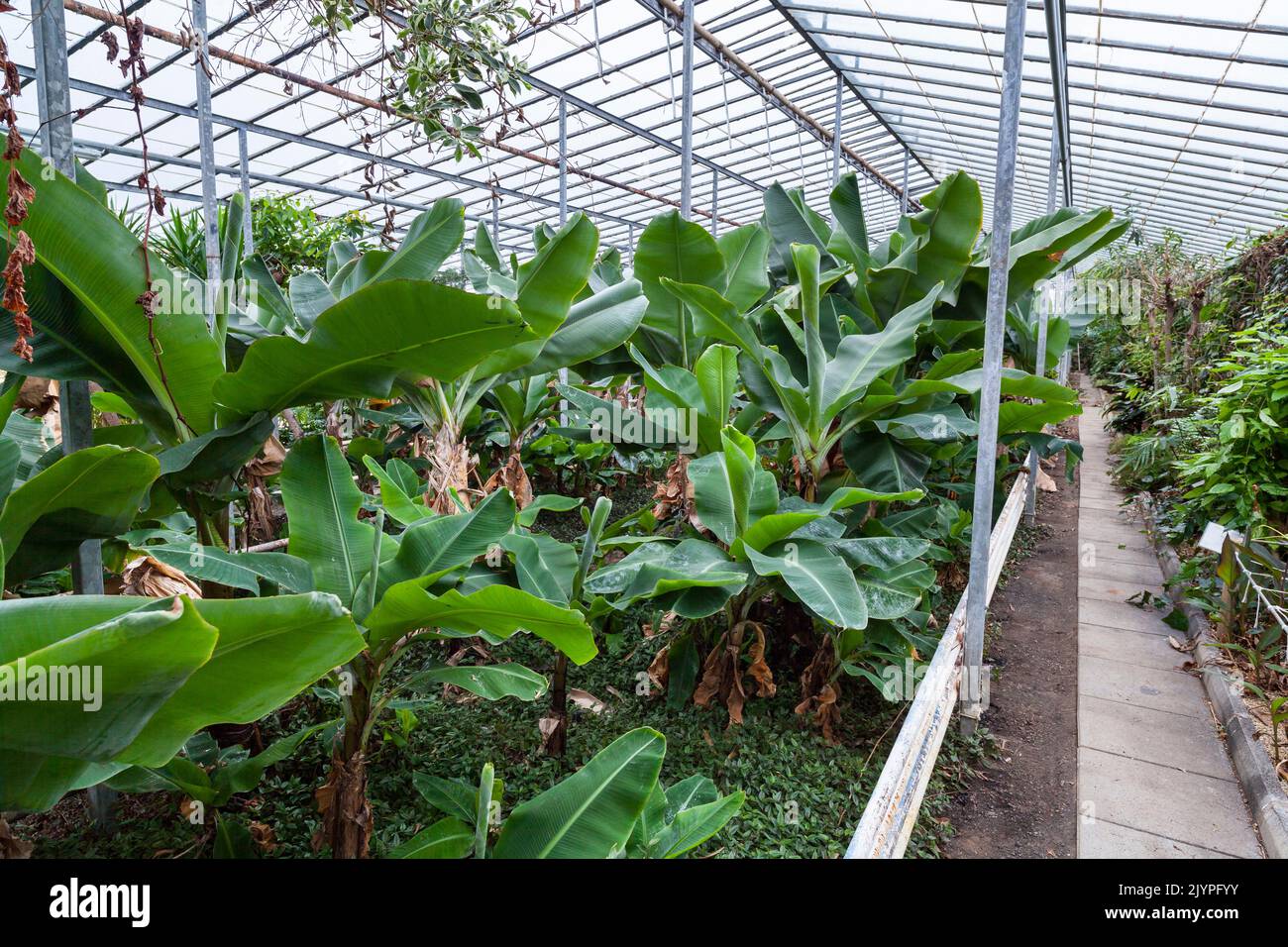 Growing bananas in iceland hires stock photography and images Alamy