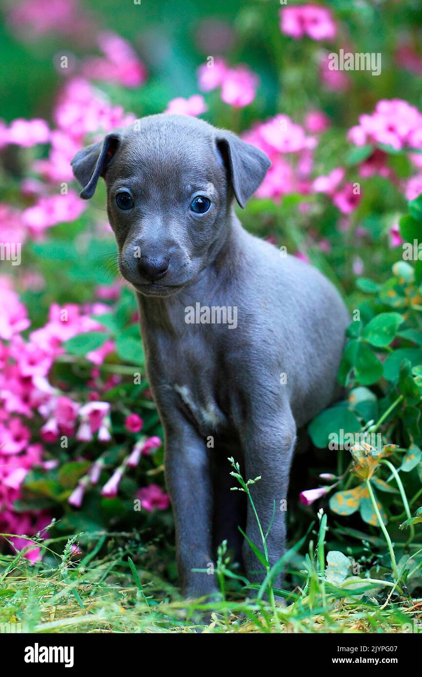 Italian greyhound hires stock photography and images Alamy