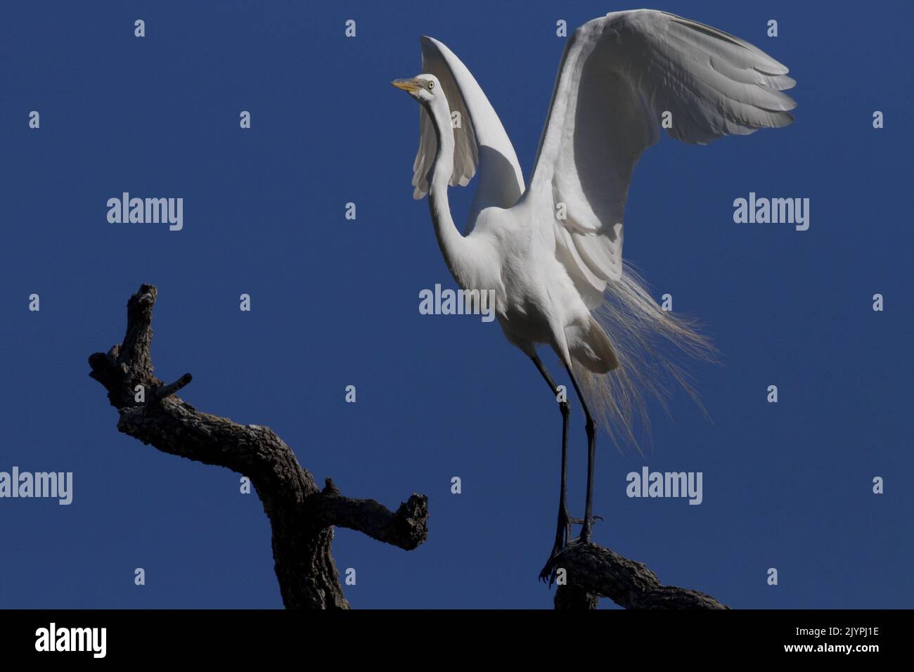 Great Egret in breeding plumage stretches beautifully and lifts wings while perched on bare tree branch against clear, blue sky in St. Augustine, Flor Stock Photo
