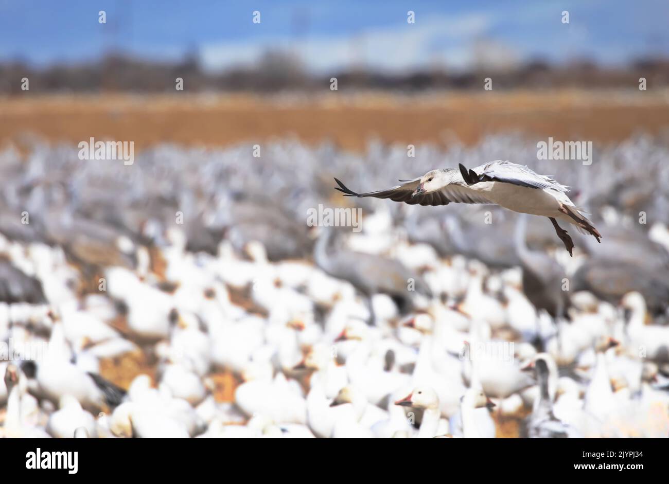 Juvenile snow goose in hovering glide chooses a landing spot in mixed goose and sandhill crane flock at Bernardo Waterfowl Refuge in New Mexico Stock Photo