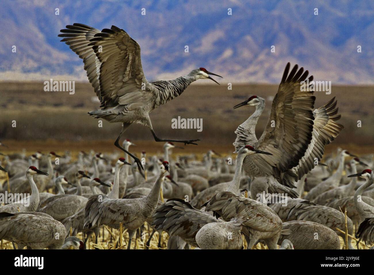Leaping fight between Sandhill Cranes in flock at Bernardo Wildlife Area in New Mexico Stock Photo