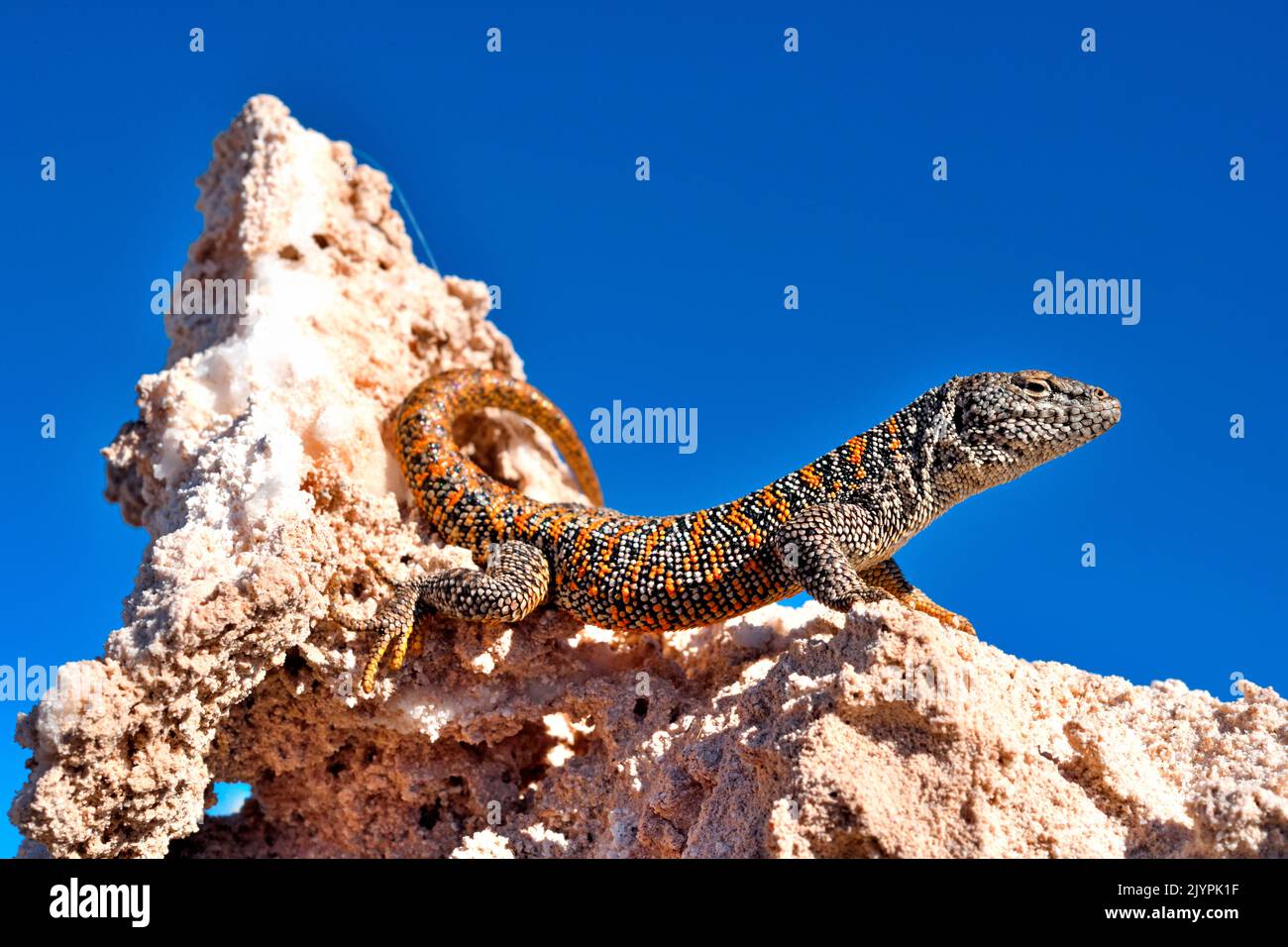 Fabian's lizard (Liolaemus fabiani), Atacama desert, Endemic