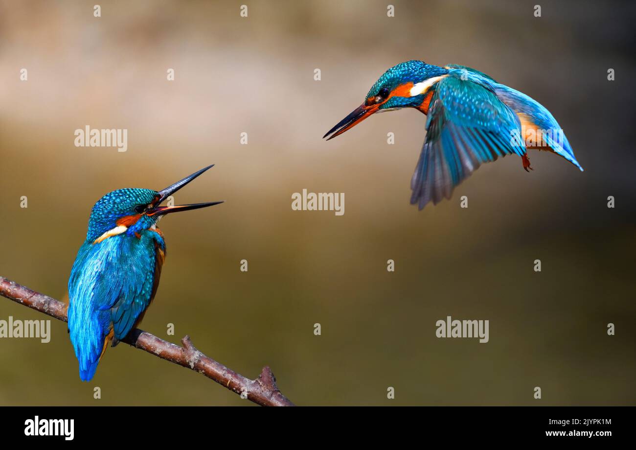 Common Kingfisher (Alcedo atthis) couple, Vosges du Nord Regional Nature Park, France Stock Photo