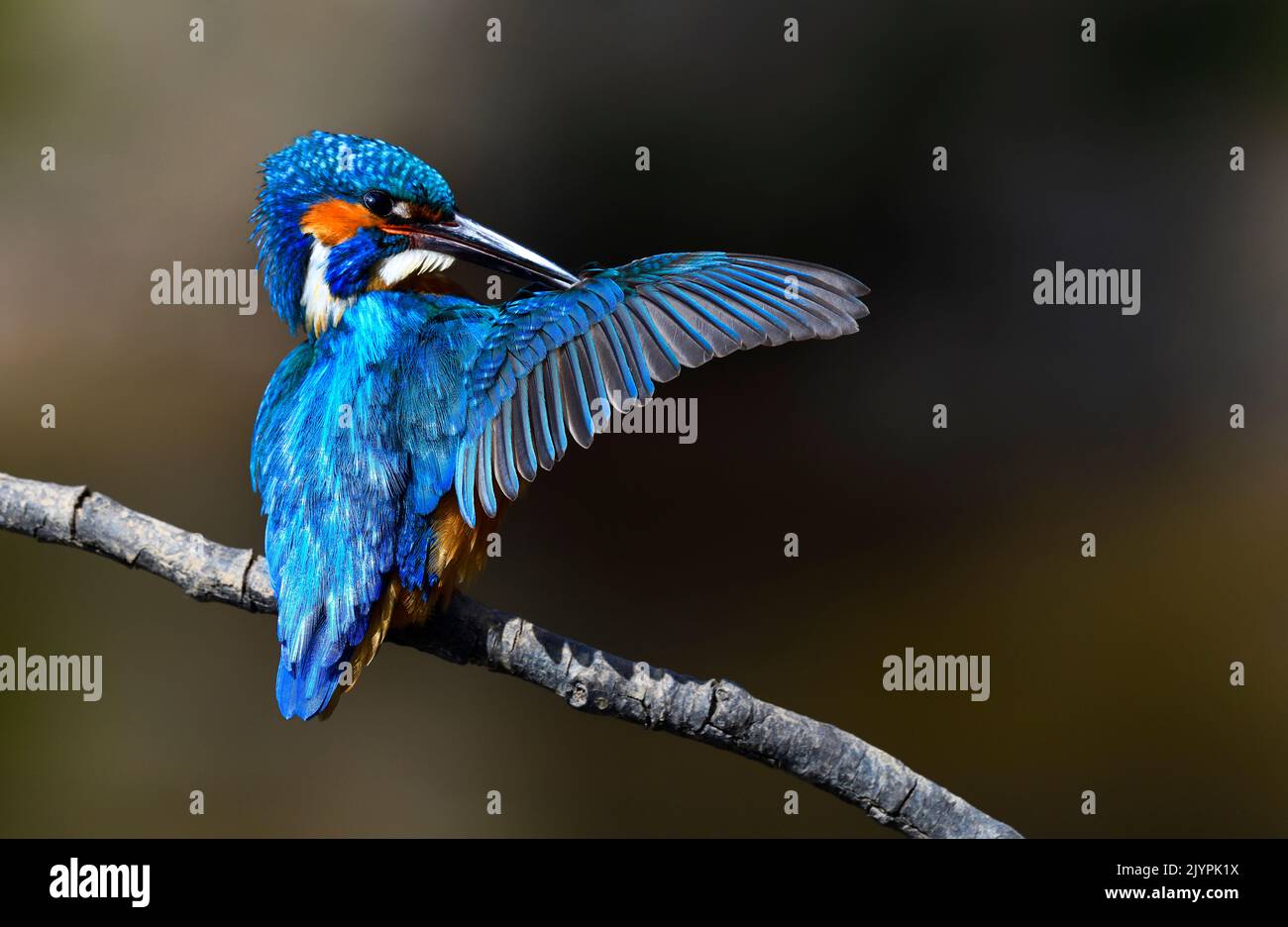 Common Kingfisher (Alcedo atthis) preening, Vosges du Nord Regional Nature Park, France Stock Photo
