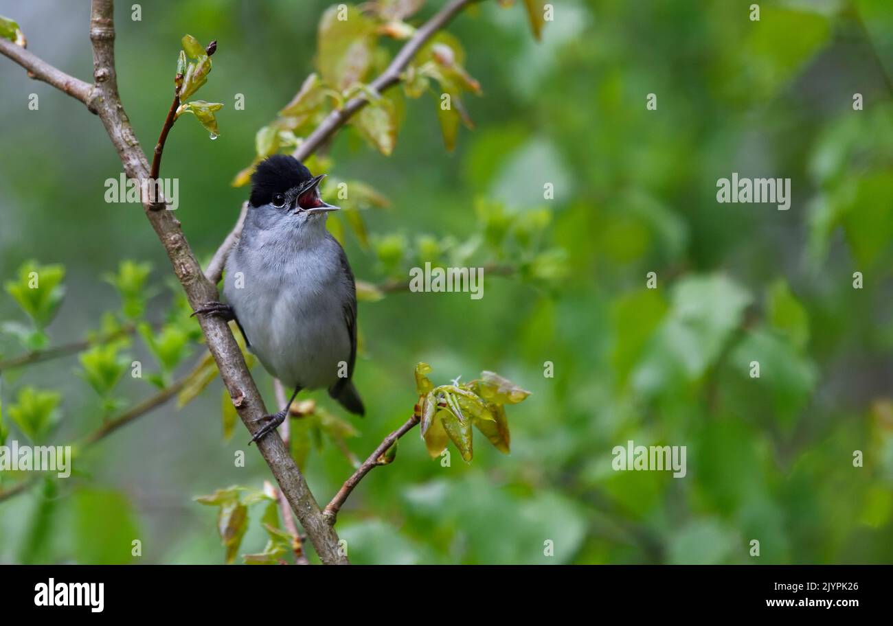 Blackcap (Sylvia atricapilla) male singing on a branch, Vosges du Nord Regional Nature Park, France Stock Photo
