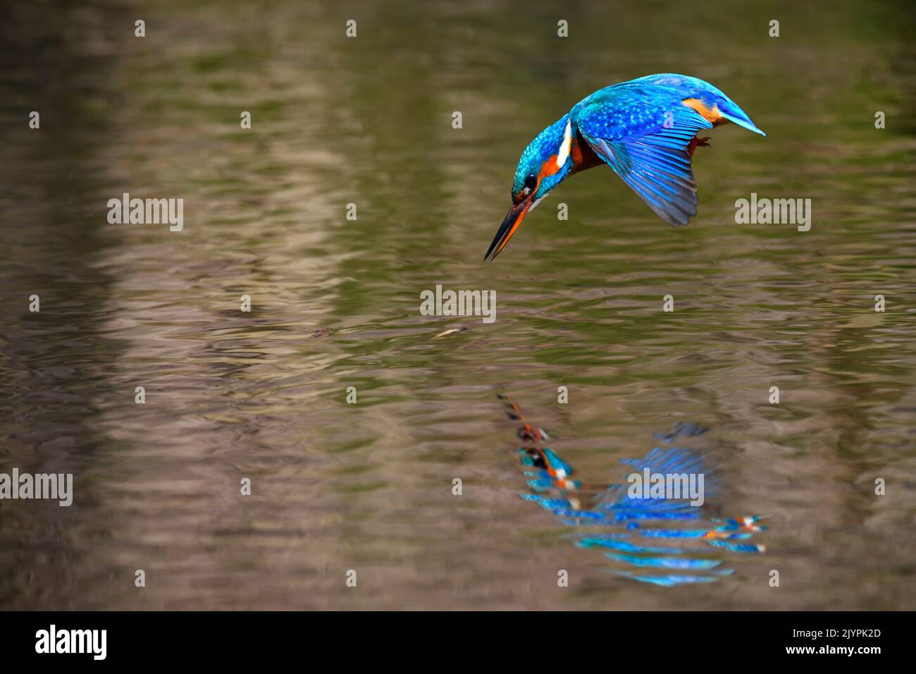 Kingfisher (Alcedo atthis) fishing, Vosges du Nord Regional Nature Park, France Stock Photo