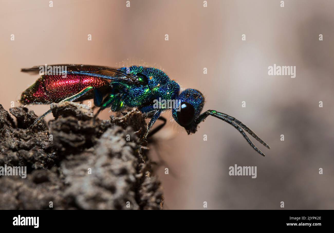 Cuckoo wasp (Chrysura austriaca) on the lookout for its host, Vosges du Nord Regional Nature Park, France Stock Photo