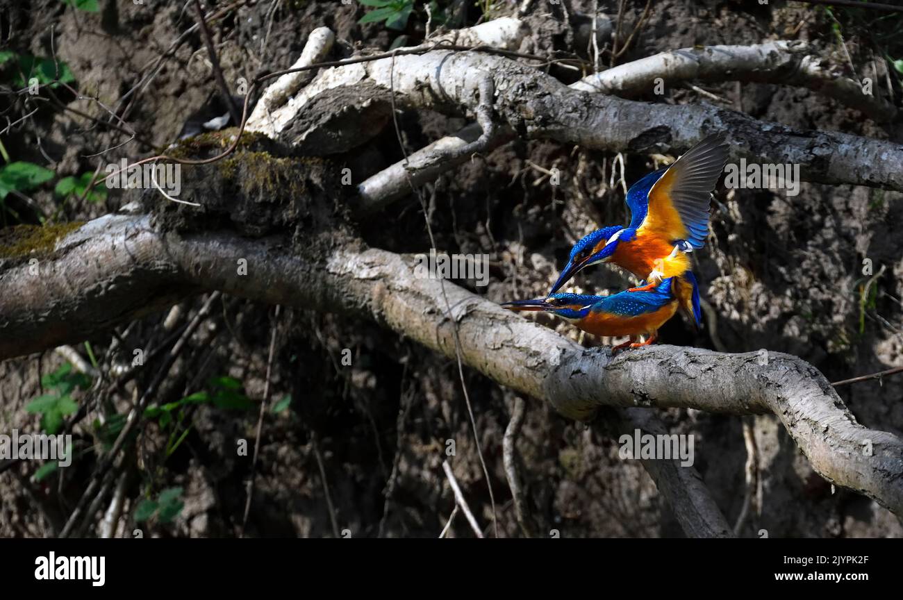 Common Kingfisher (Alcedo atthis) mating in the hanging roots of the bank, Vosges du Nord Regional Nature Park, France Stock Photo