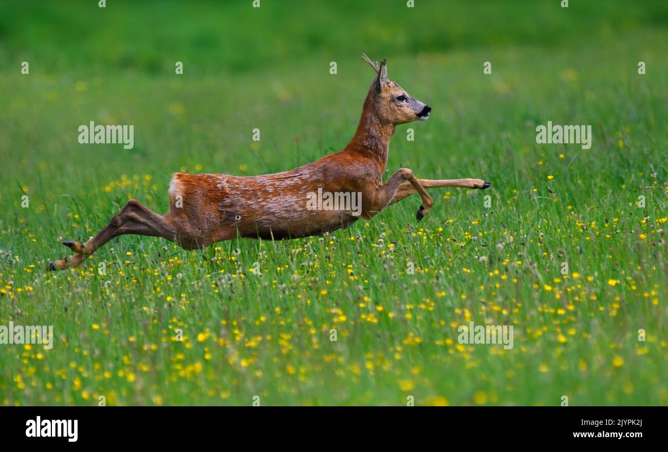 Deer (Capreolus capreolus) male running, Vosges du Nord Regional Nature Park, France Stock Photo