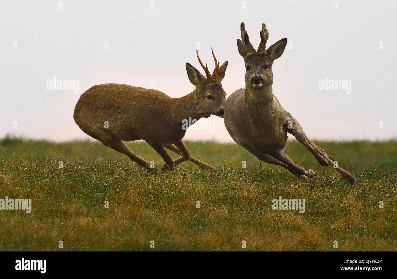 RoeDeer (Capreolus capreolus) two males chasing each other, Vosges du Nord Regional Nature Park, France Stock Photo