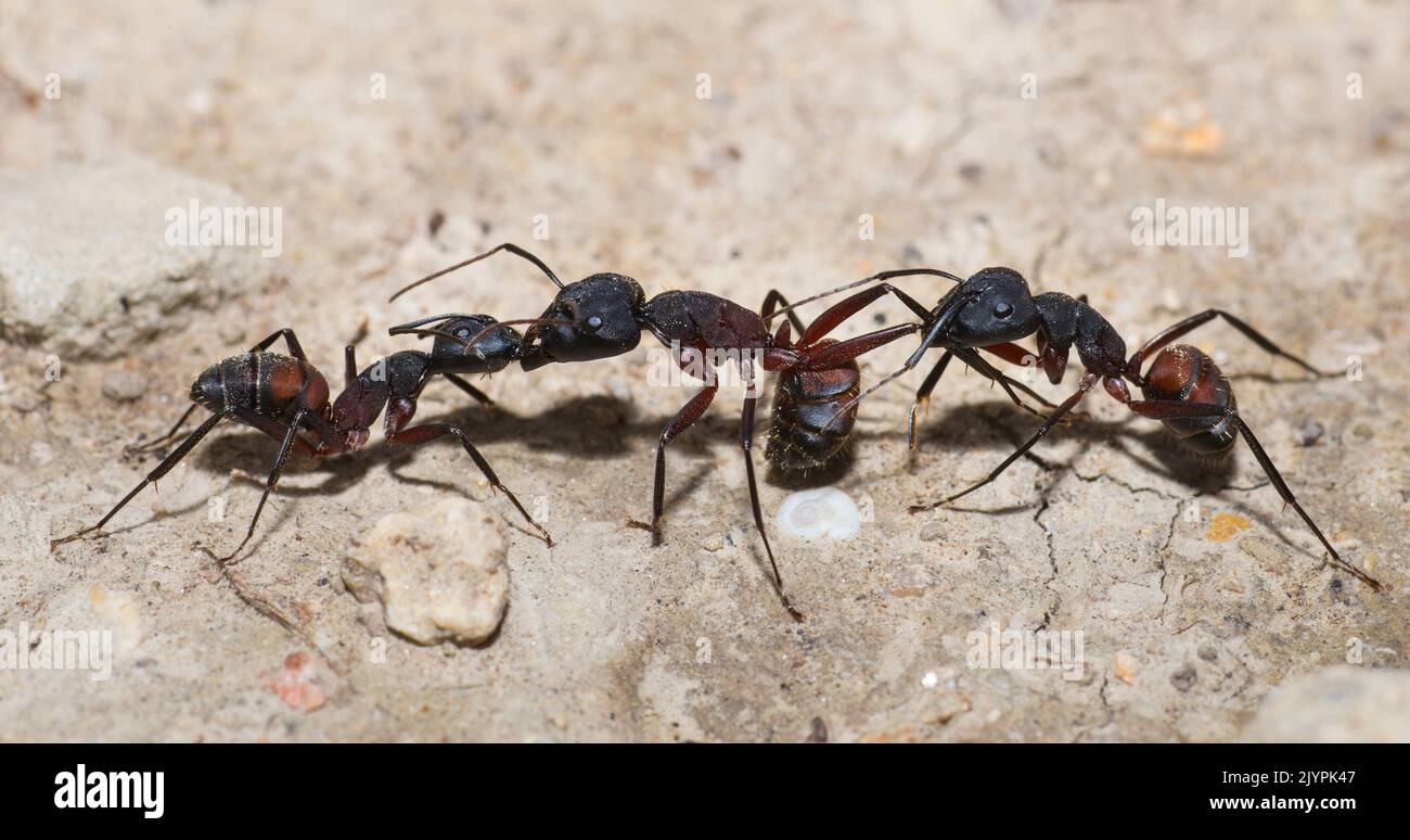 Mediterranean Ant (Camponotus cruentatus) trophallactic exchange Mont Ventoux, France Stock Photo