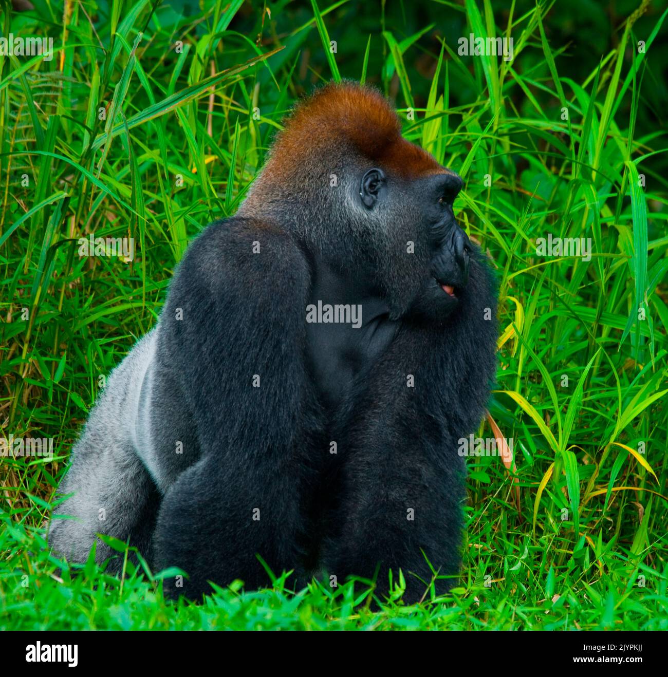Lowland gorillas (Gorilla gorilla gorilla) in the wild. Republic of the