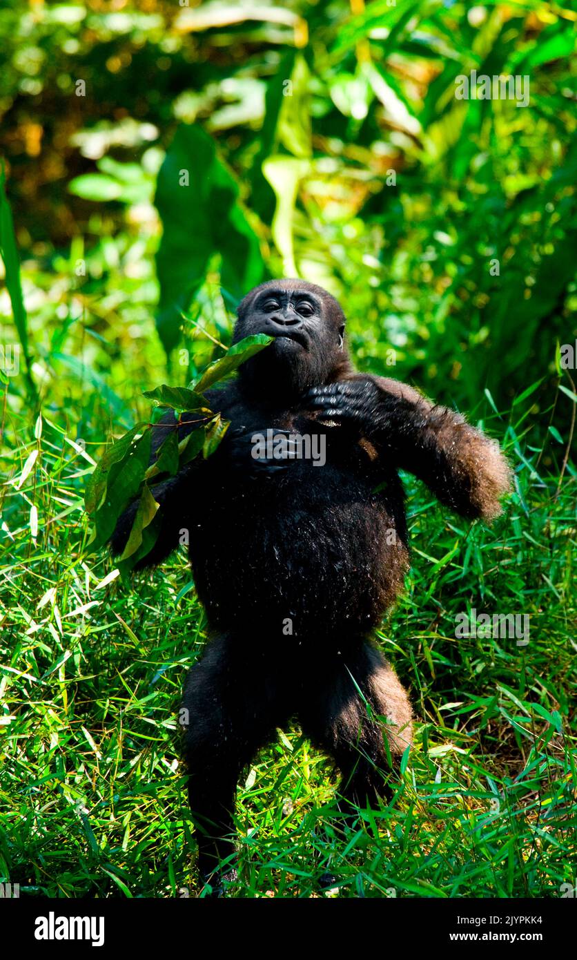 Lowland gorillas (Gorilla gorilla gorilla) in the wild. Republic of the
