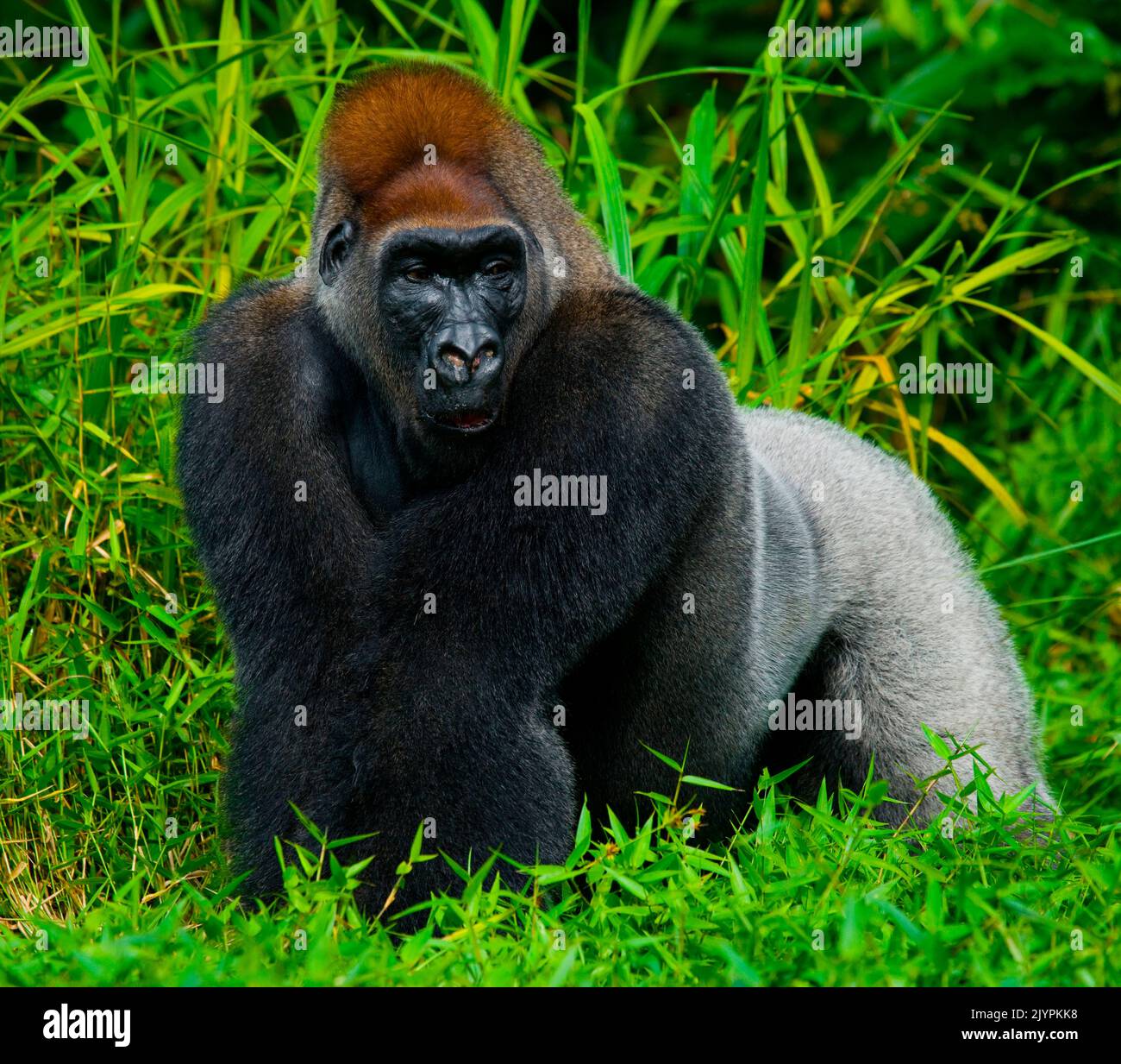 Lowland gorillas (Gorilla gorilla gorilla) in the wild. Republic of the