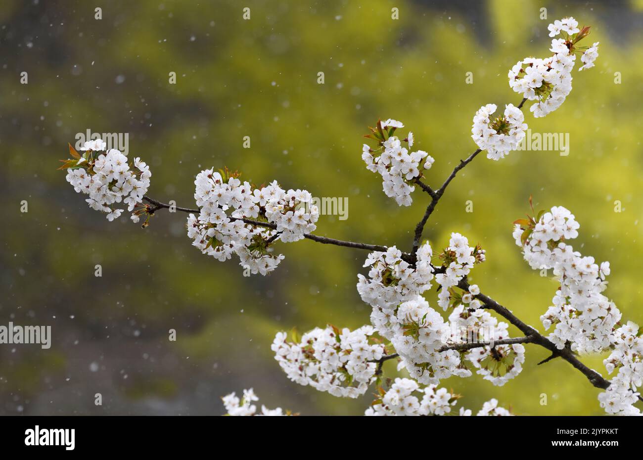 April snow on a cherry tree in bloom, Vosges du Nord Regional Nature Park, France Stock Photo