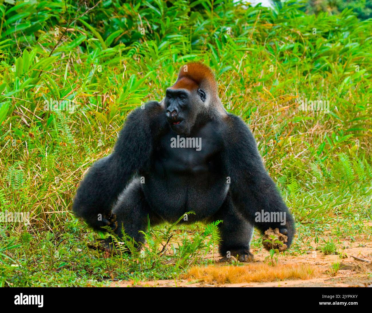 Lowland gorillas (Gorilla gorilla gorilla) in the wild. Republic of the Congo Stock Photo Alamy