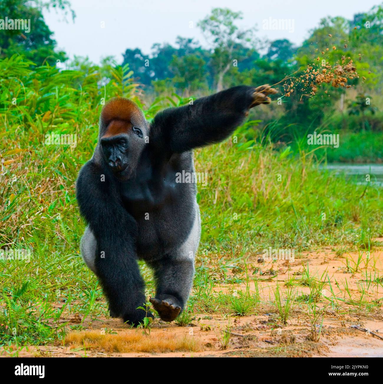 Lowland gorillas (Gorilla gorilla gorilla) in the wild. Republic of the