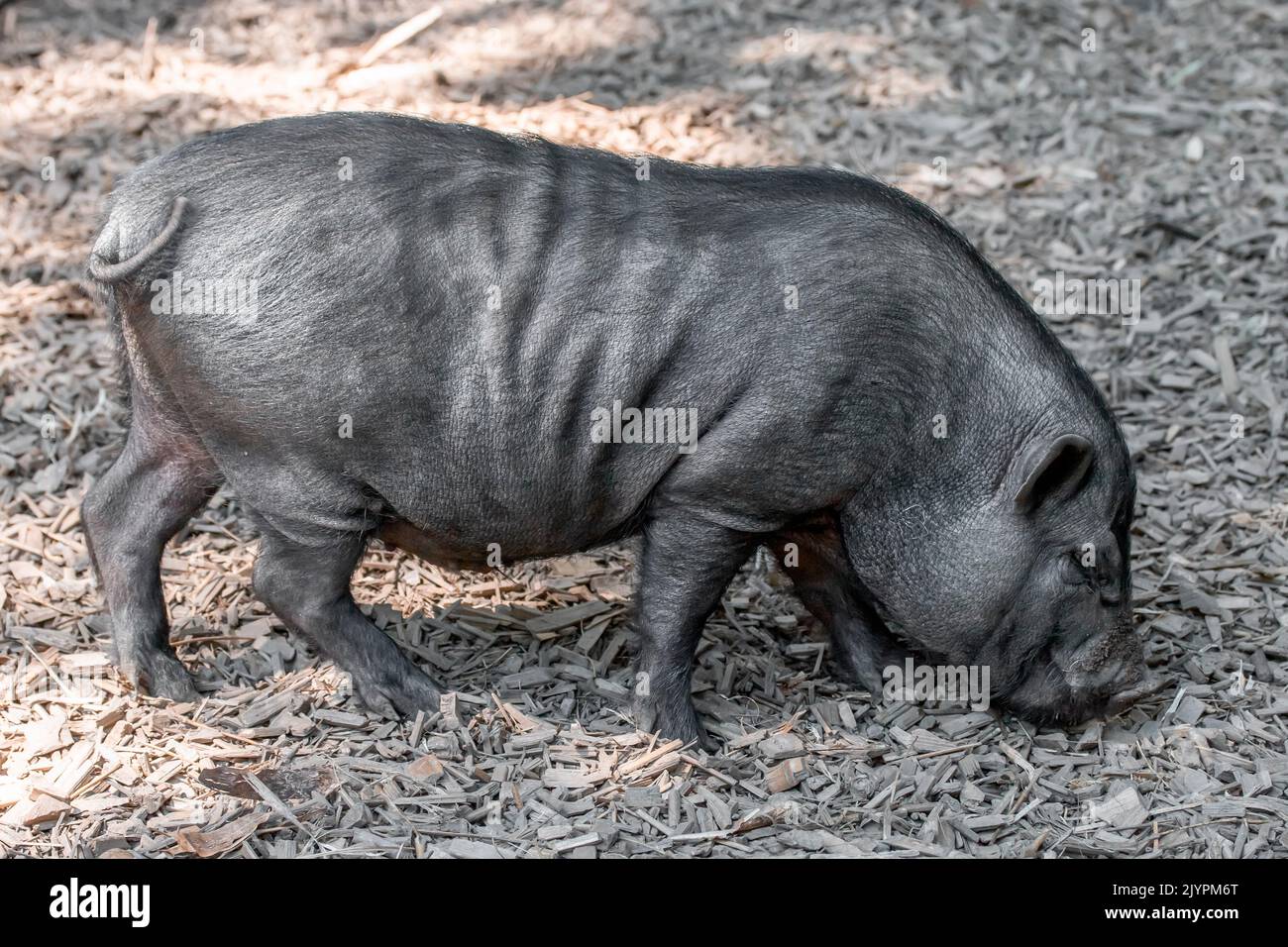 Vietnamese Potbellied pig Stock Photo Alamy