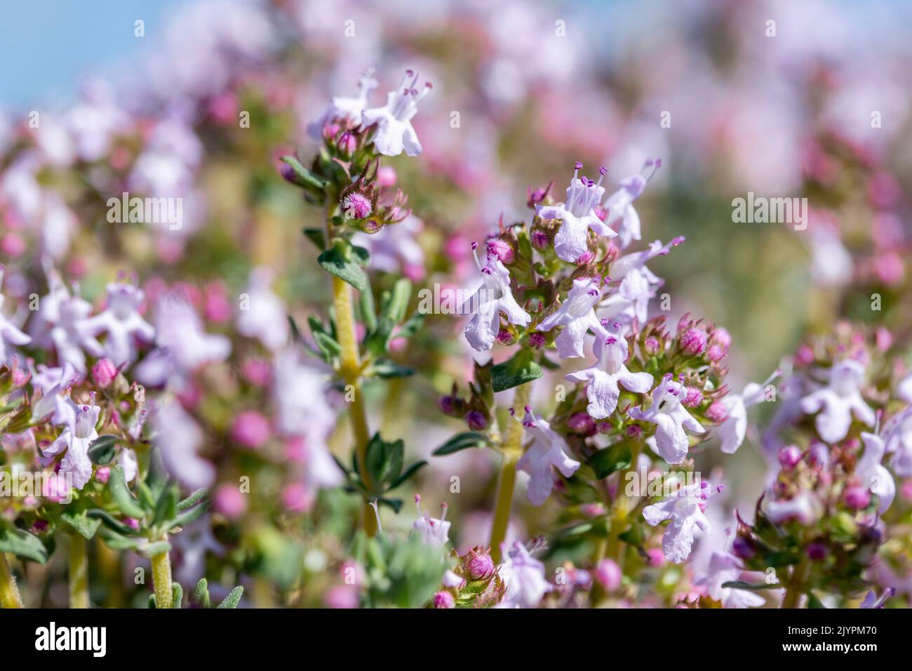 Common thyme (Thymus vulgaris), flowers, Vaucluse, France Stock Photo