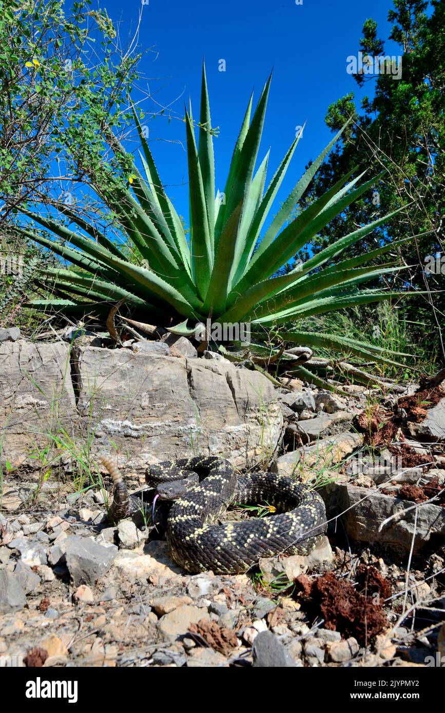 Arizona black rattlesnake (Crotalus cerberus), Arizona, Controlled ...