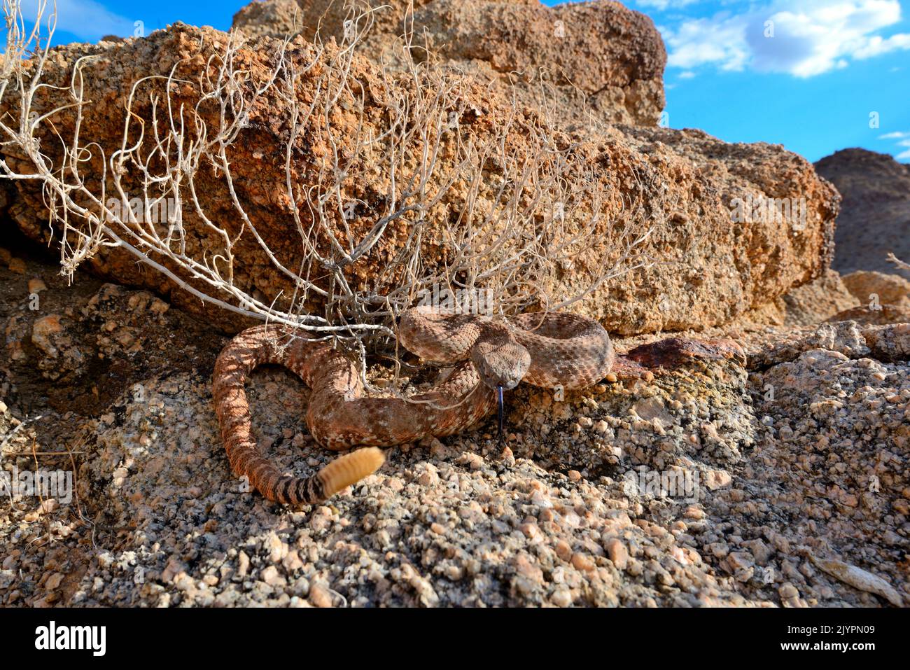 Southwestern speckled rattlesnake (Crotalus mitchellii pyrrhus), Near